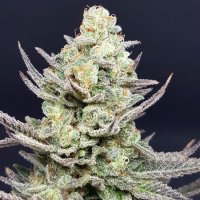 Ice Candy Regular Seeds