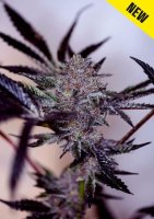 Purple Cherry Auto Feminised Seeds