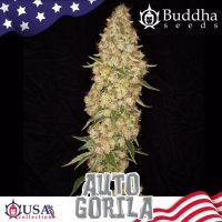 Gorila Auto Feminised Seeds