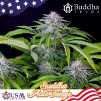 Buddha Tangie Auto Feminised Seeds