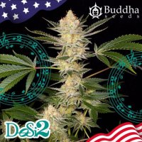Buddha DoSi2 Feminised Seeds