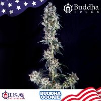 Buddha Cookie Feminised Seeds