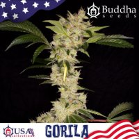 Gorila Feminised Seeds