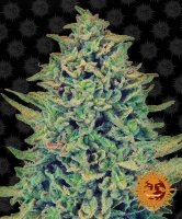 (Bild für) Blue Shark CBD Feminised Seeds