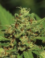 Emerald Fire OG Feminised Seeds (Bild für) Emerald Fire OG Feminised Seeds