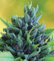 Humboldt Dream Feminised Seeds (Bild für) Humboldt Dream Feminised Seeds