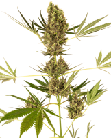 Alpine Delight CBD 30:1 Auto Feminised Seeds