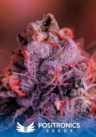 Gordo Master Kush (GMK) Feminised Seeds