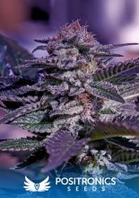 Kush Express Auto Feminised Seeds - 5