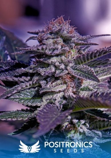 Kush Express Auto Feminised Seeds - 5