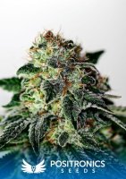 Mystic Cookie Express Auto Feminised Seeds