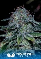 Mystic Cookie Feminised Seeds