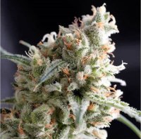 Kukulkan Feminised Seeds