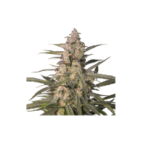 Northern Dragon Fuel Auto Feminised Seeds