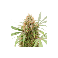 AK Triple Haze Auto Feminised Seeds