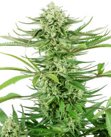 (Bild für) Cashew Kush Feminised Seeds