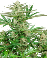 (Bild für) Malibu OG Gold Feminised Seeds