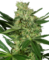 (Bild für) Pumpkin Spice Feminised Seeds