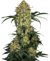 (Bild für) Aloha OG Feminised Seeds