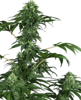 (Bild für) 420 Punch Feminised Seeds