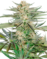 (Bild für) Screwdriver OG Feminised Seeds
