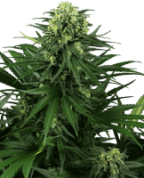 (Bild für) Honey Melon Kush Feminised Seeds