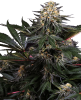 (Bild für) Lockdown Kush Feminised Seeds