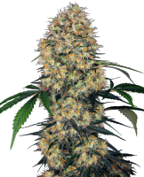 (Bild für) Sensi Amnesia XXL Auto Feminised Seeds