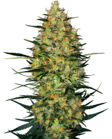 (Bild für) Caramellow Kush Auto Feminised Seeds
