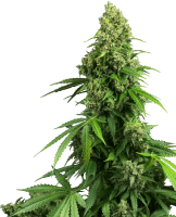 (Bild für) Honey Melon Kush Auto Feminised Seeds
