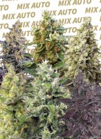 Sweet Mix Auto Feminised Seeds - 10