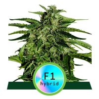 (Bild für) Apollo F1 Auto Feminised Seeds