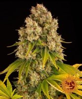 (Bild für) Cheese Auto Feminised Seeds