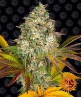 (Bild für) Cookies Kush Auto Feminised Seeds