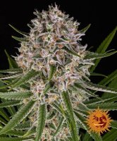 (Bild für) Lemon Haze Auto Feminised Seeds