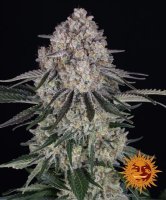 (Bild für) Sour Diesel Auto Feminised Seeds