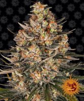 (Bild für) Lemon Drizzle Feminised Seeds