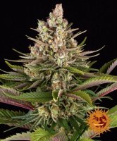 (Bild für) Sour Strawberry Feminised Seeds