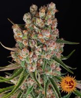 (Bild für) GMO Auto Feminised Seeds