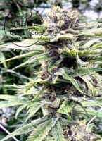 Apple Fritter Feminised Seeds
