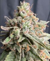 Zookies Auto Feminised Seeds