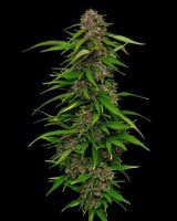 Squirt Auto Feminised Seeds (Bild für) Squirt Auto Feminised Seeds