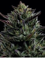 California Octane Feminised Seeds (Bild für) California Octane Feminised Seeds