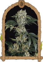 Sugar Larry Feminised Seeds