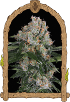Artic Flurry Feminised Seeds
