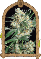 Honey Mints Feminised Seeds