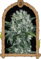Pink Hokkaido Feminised Seeds