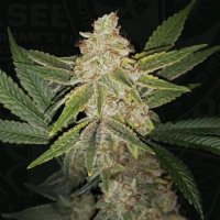 Hazanana Feminised Seeds