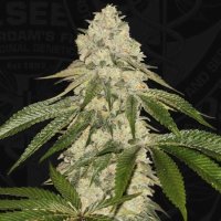 Pisthash Feminised Seeds