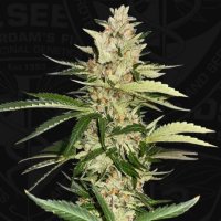 Banana Candy Krush Feminised Seeds